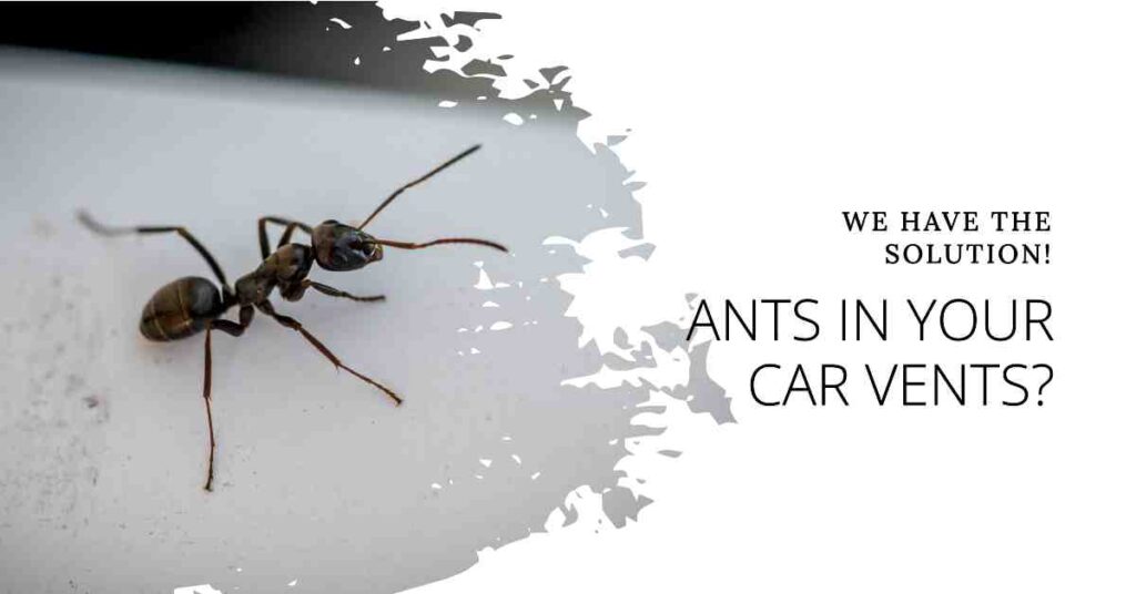 Ants In Car Vents