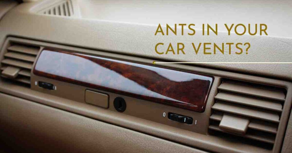 How To Get Rid Of Ants In Car Vents