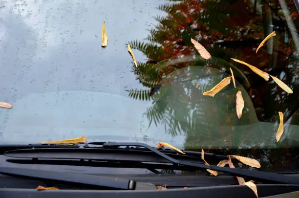 Windshield Woes? Learn How to Get Sap Off Windshield Like a Pro.