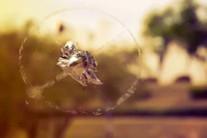 Crack in Windshield Growing | Causes, Risks, and Solutions